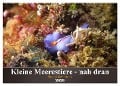 Kleine Meerestiere - nah dran (Wandkalender 2025 DIN A2 quer), CALVENDO Monatskalender - Bianca Schumann