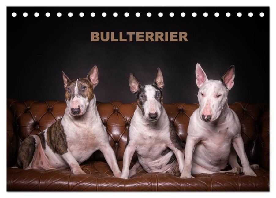 Bullterrier (Tischkalender 2026 DIN A5 quer), CALVENDO Monatskalender - Sven Schubert
