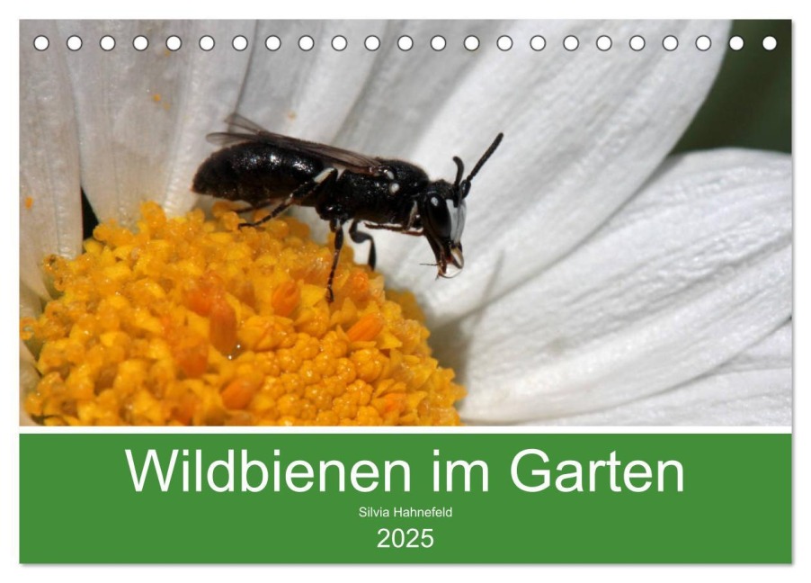 Wildbienen im Garten (Tischkalender 2025 DIN A5 quer), CALVENDO Monatskalender - Silvia Hahnefeld