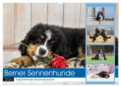 Cover-Bild zum Titel 'Berner Sennenhunde - Faszinierende Herzensbrecher (Wandkalender 2026 DIN A2 quer), CALVENDO Monatskalender' von 'Jana K. Fotografie'