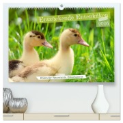 Entzückende Entenküken (hochwertiger Premium Wandkalender 2026 DIN A2 quer), Kunstdruck in Hochglanz - Sabine Löwer