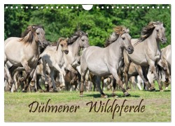 Cover-Bild zum Titel 'Dülmener Wildpferde (Wandkalender 2026 DIN A4 quer), CALVENDO Monatskalender' von 'Katho Menden'