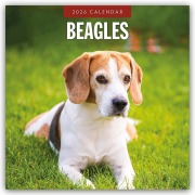 Beagles - Beagle 2026 - 16-Monatskalender - Robin Red