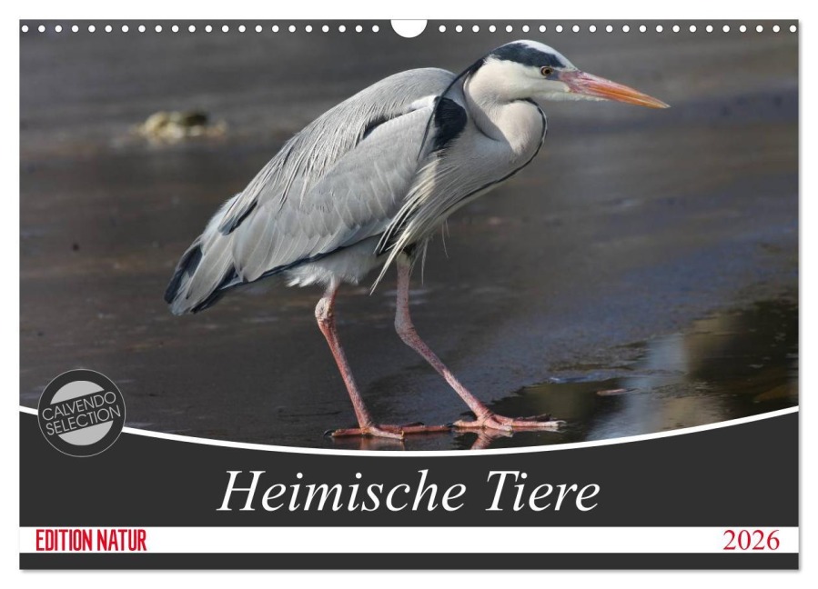 Heimische Tiere (Wandkalender 2026 DIN A3 quer), CALVENDO Monatskalender - SchnelleWelten SchnelleWelten