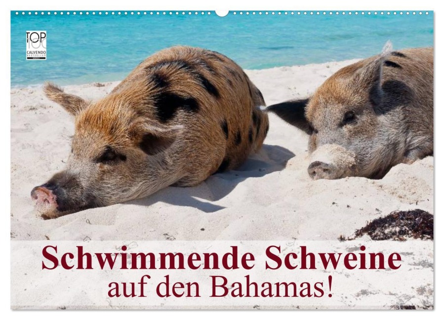 Schwimmende Schweine auf den Bahamas! (Wandkalender 2026 DIN A2 quer), CALVENDO Monatskalender - Elisabeth Stanzer