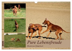 Rhodesian Ridgeback, Pure Lebensfreude (Wandkalender 2026 DIN A3 quer), CALVENDO Monatskalender - Dagmar Behrens