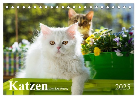 Katzen im Grünen (Tischkalender 2025 DIN A5 quer), CALVENDO Monatskalender - Judith Dzierzawa