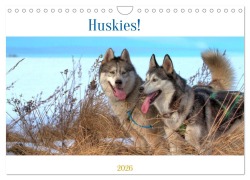 Cover-Bild zum Titel 'Huskies! (Wandkalender 2026 DIN A4 quer), CALVENDO Monatskalender' von 'Jens Kalanke'