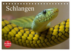 Cover-Bild zum Titel 'Schlangen (Tischkalender 2026 DIN A5 quer), CALVENDO Monatskalender' von 'Elisabeth Stanzer'