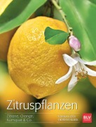 Cover-Bild zum Titel 'Zitruspflanzen' von 'Monika Klock, Peter Klock'
