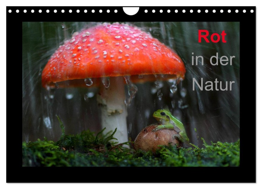 Rot in der Natur (Wandkalender 2025 DIN A4 quer), CALVENDO Monatskalender - Günter Bachmeier