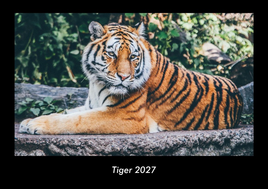 Tiger 2027 Fotokalender DIN A3 - Tobias Becker