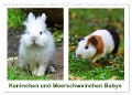 Kaninchen und Meerschweinchen Babys (Wandkalender 2024 DIN A3 quer), CALVENDO Monatskalender - Kattobello Kattobello