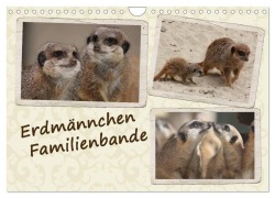 Cover-Bild zum Titel 'Erdmännchen Familienbande (Wandkalender 2026 DIN A4 quer), CALVENDO Monatskalender' von 'Chawera Chawera'