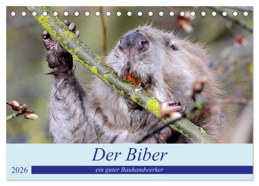 Der Biber, ein guter Bauhandwerker (Tischkalender 2026 DIN A5 quer), CALVENDO Monatskalender - Rufotos Rufotos