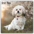 Shih Tzu 2025 - 16-Monatskalender - Avonside Publishing Ltd