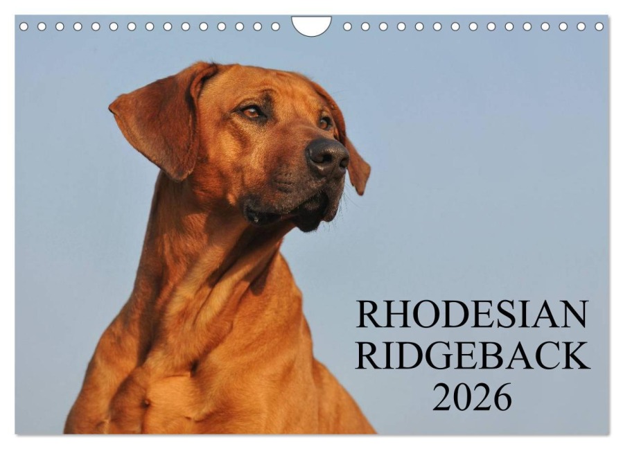 Rhodesian Ridgeback 2026 (Wandkalender 2026 DIN A4 quer), CALVENDO Monatskalender - Sigrid Starick