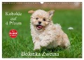 Kobolde auf 4 Pfoten - Bolonka Zwetna (Wandkalender 2025 DIN A3 quer), CALVENDO Monatskalender - Sigrid Starick