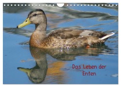 Cover-Bild zum Titel 'Das Leben der Enten (Wandkalender 2027 DIN A4 quer), CALVENDO Monatskalender' von 'Kattobello'