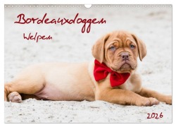 Cover-Bild zum Titel 'Bordeauxdoggen Welpen (Wandkalender 2026 DIN A3 quer), CALVENDO Monatskalender' von 'Nicola Kassat Fotografie'