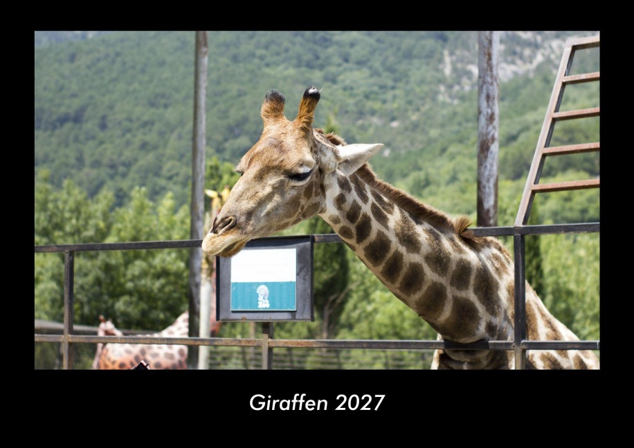 Giraffen 2027 Fotokalender DIN A3 - Tobias Becker