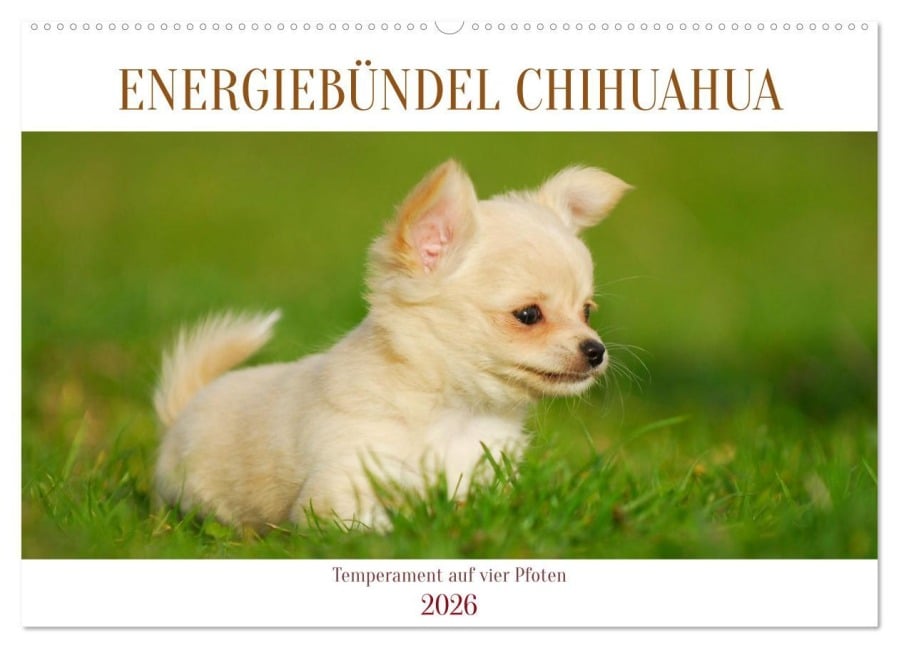Enegiebündel Chihuahua - Temperament auf vier Pfoten (Wandkalender 2026 DIN A2 quer), CALVENDO Monatskalender - Sigrid Starick
