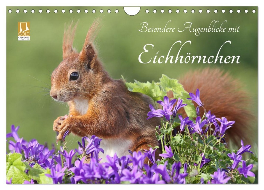 Besondere Augenblicke mit Eichhörnchen (Wandkalender 2025 DIN A4 quer), CALVENDO Monatskalender - Tine Meier