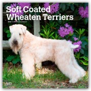 Soft Coated Wheaten Terriers - Soft Coated Wheaten Terrier 2026 - 16-Monatskalender - Browntrout Publishers