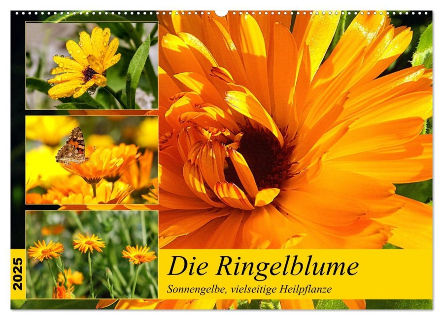 Die Ringelblume. Sonnengelbe, vielseitige Heilpflanze (Wandkalender 2025 DIN A2 quer), CALVENDO Monatskalender - Rose Hurley