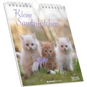 Kleine Samtpfötchen 2026 - Postkartenkalender 16x17 cm - Katzen - zum Aufstellen oder Aufhängen - Monatskalendarium - Gadget - Mitbringsel - Alpha Edition - 