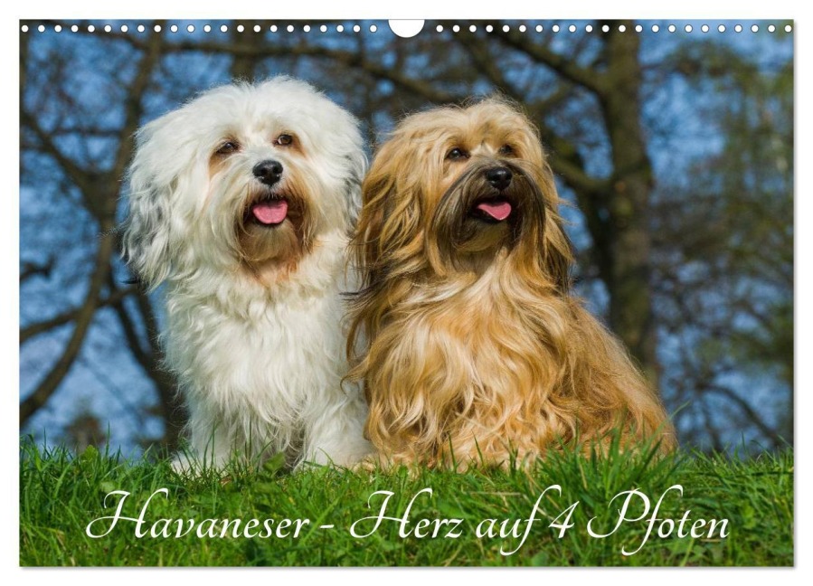 Havaneser - Herz auf 4 Pfoten (Wandkalender 2026 DIN A3 quer), CALVENDO Monatskalender - Sigrid Starick