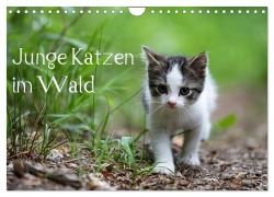 Junge Katzen im Wald (Wandkalender 2026 DIN A4 quer), CALVENDO Monatskalender - Dorothea Oldani