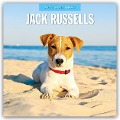 Jack Russells - Jack Russell Terrier 2025 - 16-Monatskalender - Robin Red