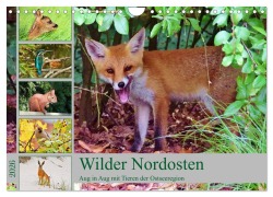 Wilder Nordosten - Aug in Aug mit Tieren der Ostseeregion (Wandkalender 2026 DIN A4 quer), CALVENDO Monatskalender - René Schaack