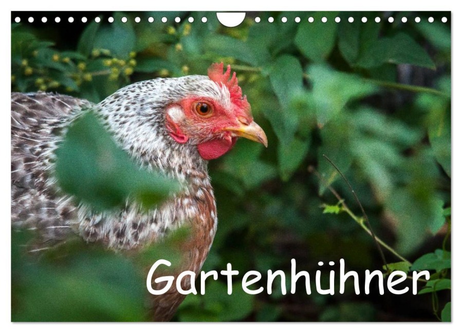 Gartenhühner (Wandkalender 2026 DIN A4 quer), CALVENDO Monatskalender - Britta Ohm