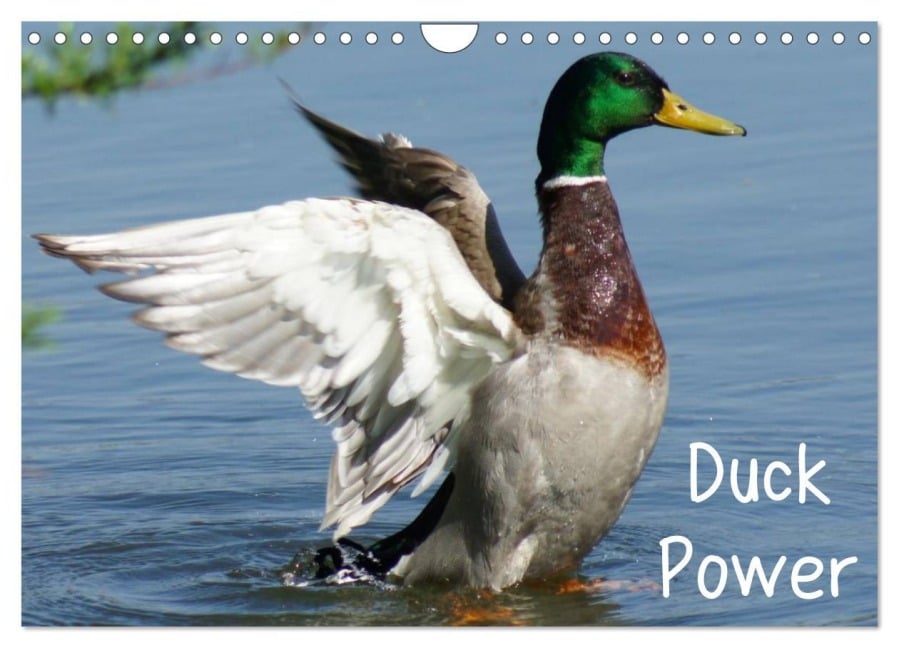 Duck Power (Wandkalender 2025 DIN A4 quer), CALVENDO Monatskalender - Kattobello Kattobello