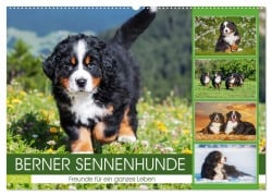 Cover-Bild zum Titel 'Berner Sennenhunde - Freunde für ein ganzes Leben (Wandkalender 2026 DIN A2 quer), CALVENDO Monatskalender' von ''