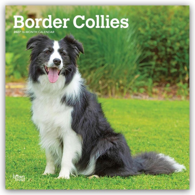 Border Collies 2027 - 16-Monatskalender - Browntrout Publishers