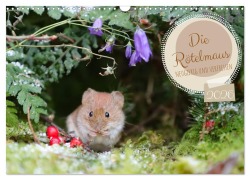 Cover-Bild zum Titel 'Die Rötelmaus - neugierig und verfressen (Wandkalender 2026 DIN A3 quer), CALVENDO Monatskalender' von 'Angela Merk'