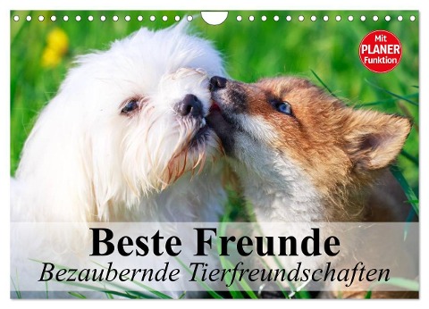 Beste Freunde. Bezaubernde Tierfreundschaften (Wandkalender 2025 DIN A4 quer), CALVENDO Monatskalender - Elisabeth Stanzer