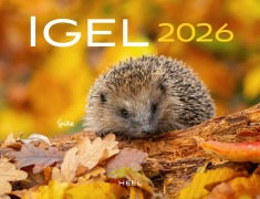 Kalender Igel 2026 Eintragkalender - 