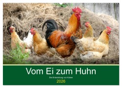 Cover-Bild zum Titel 'Vom Ei zum Huhn. Die Entwicklung von Küken (Wandkalender 2026 DIN A2 quer), CALVENDO Monatskalender' von 'Rose Hurley'