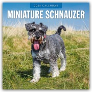 Cover-Bild zum Titel 'Miniature Schnauzer - Zwergschnauzer 2026 - 16-Monatskalender' von 'Robin Red'