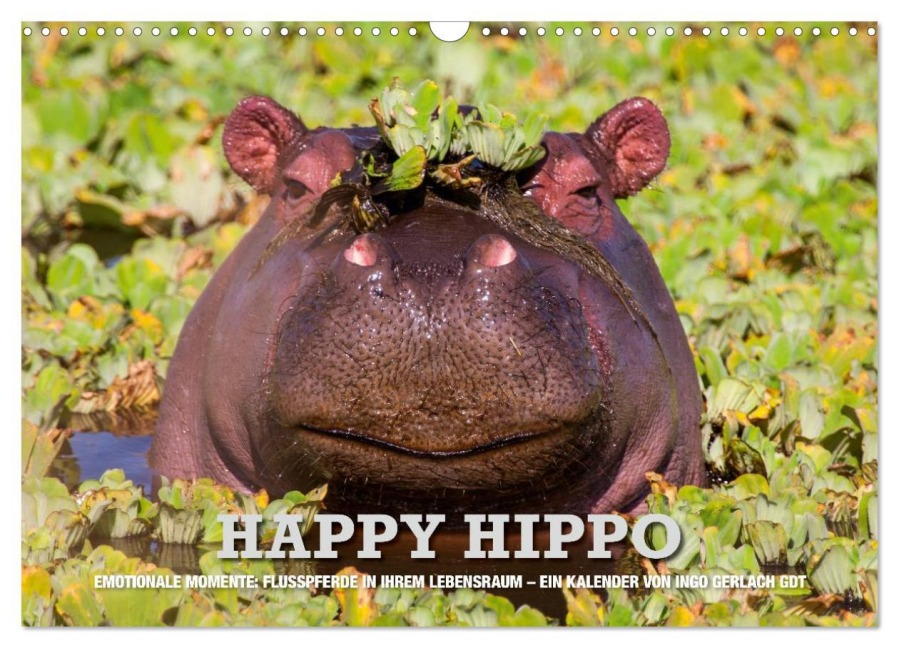 Emotionale Momente. Happy Hippo / CH-Version (Wandkalender 2025 DIN A3 quer), CALVENDO Monatskalender - Ingo Gerlach GDT