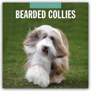 Bearded Collies - Bearded Collie 2026 - 16-Monatskalender - Robin Red