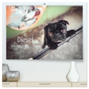Cover-Bild zum Titel 'Diesel - ein mopsiges Leben (hochwertiger Premium Wandkalender 2026 DIN A2 quer), Kunstdruck in Hochglanz' von 'Sabrina Wobith Photography - FotosVonMaja'