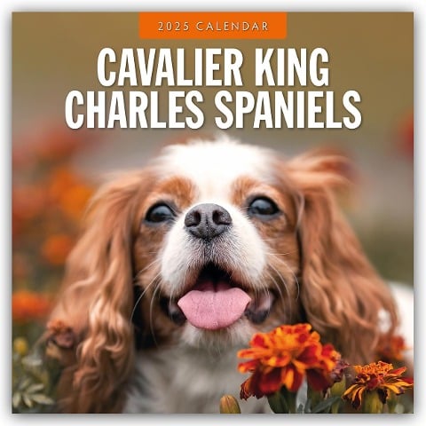 Cavalier King Charles Spaniels - Cavalier King Charles Spaniel 2025 - 16-Monatskalender - 