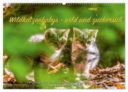 Wildkatzenbabys - wild und zuckersüß. (Wandkalender 2025 DIN A2 quer), CALVENDO Monatskalender - Ingo Gerlach