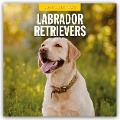 Labrador Retrievers - Labrador Retriever 2025 - 16-Monatskalender - 