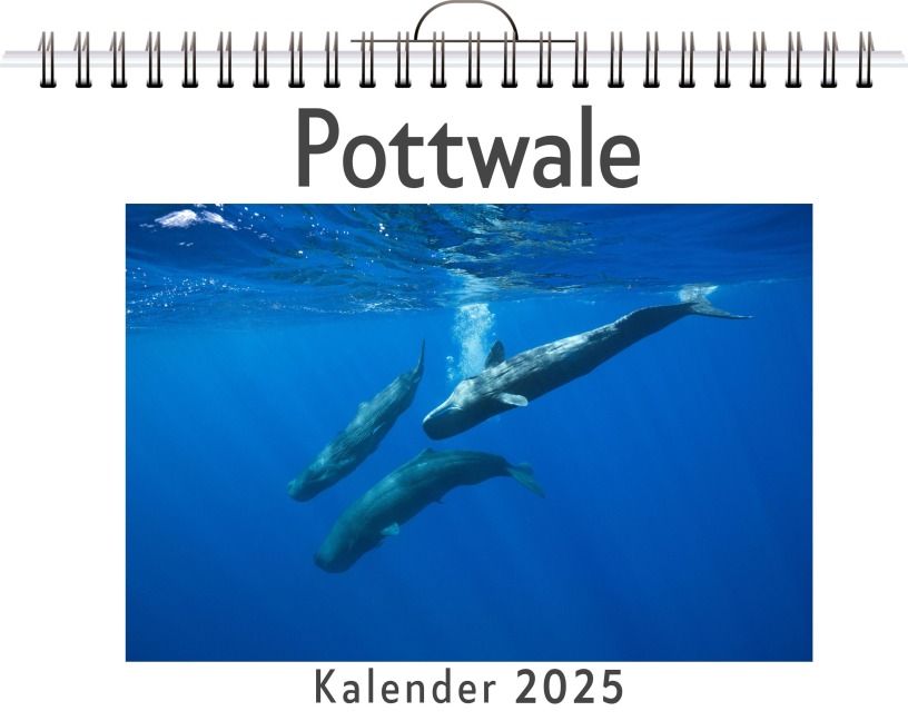Pottwale - Nora Fuchs